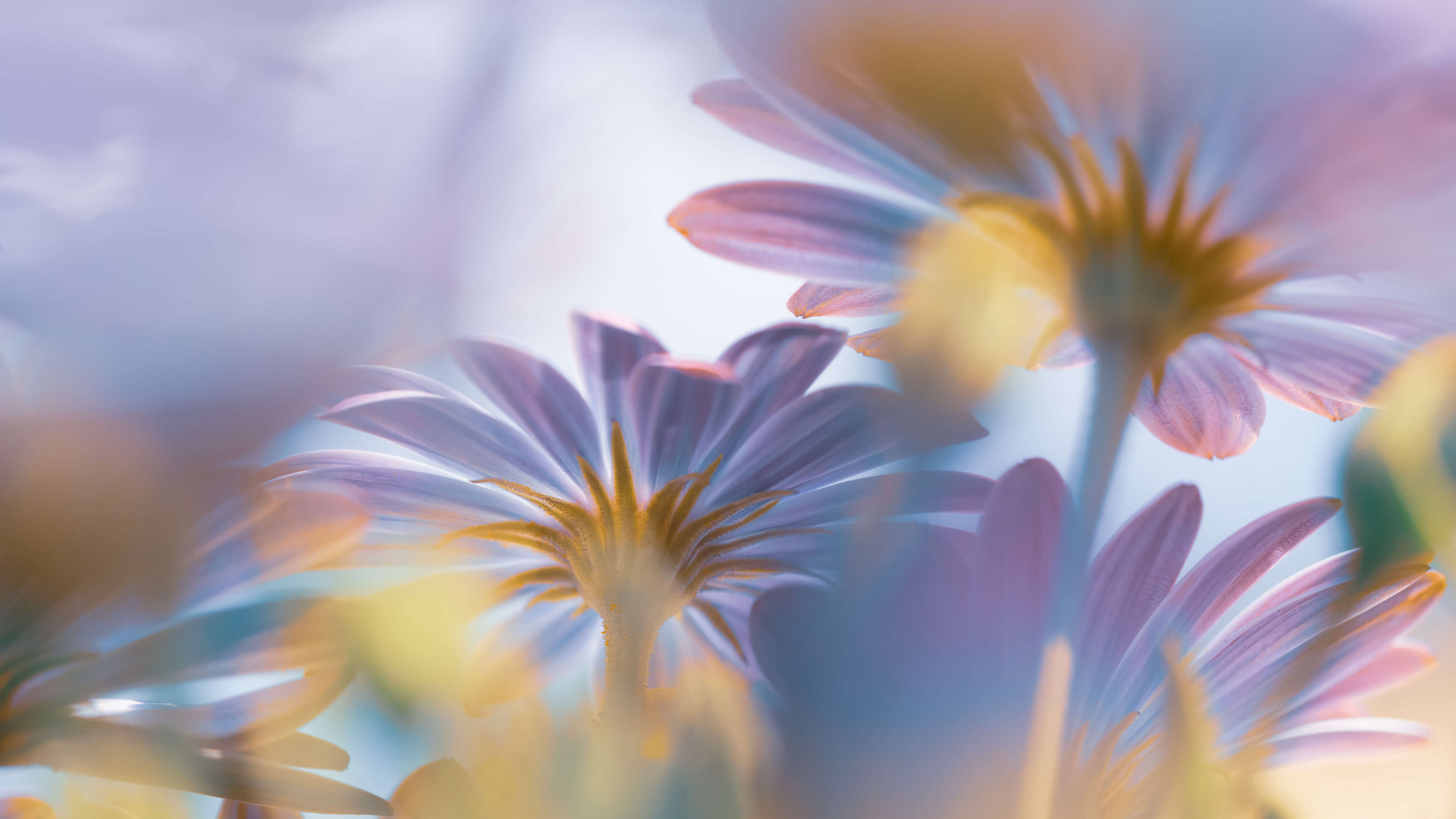 Lilla blomster. Foto.